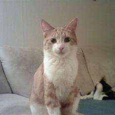 Blanding af racer Donna