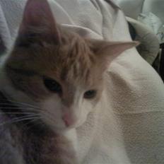 Blanding af racer Donna