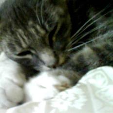 Huskat perle -gård's kat ! 