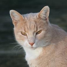 Blanding af racer ¤*' Simba '*¤