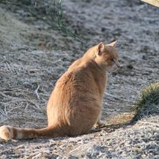 Blanding af racer ¤*' Simba '*¤