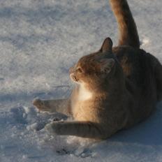 Blanding af racer ¤*' Simba '*¤