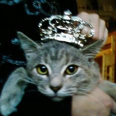 Huskat Felix <3 BORT LØBET