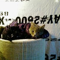 Huskat Felix <3 BORT LØBET