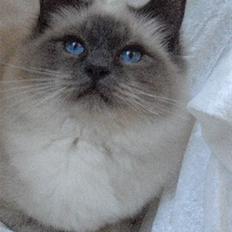 Hellig Birma DK Villumstrup Duke