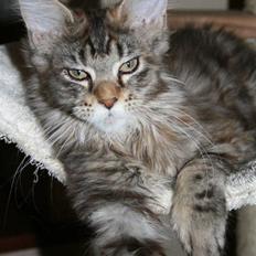 Maine Coon Langstteich´s Okinawa
