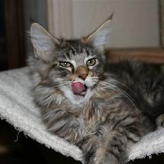Maine Coon Langstteich´s Okinawa