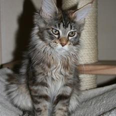 Maine Coon Langstteich´s Okinawa