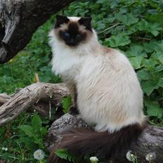 Ragdoll Wilhemina FD LO 139758 