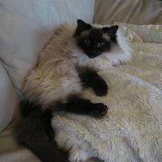 Ragdoll Wilhemina FD LO 139758 