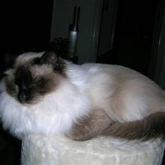 Hellig Birma Avaruna