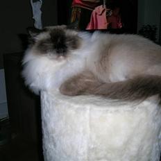 Hellig Birma Avaruna