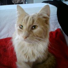 Blanding af racer Dior