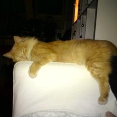 Blanding af racer Dior