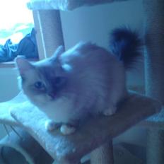 Hellig Birma DK Elvegårdens Afroditte