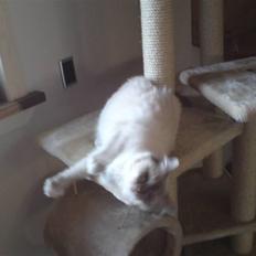 Hellig Birma DK Elvegårdens Afroditte