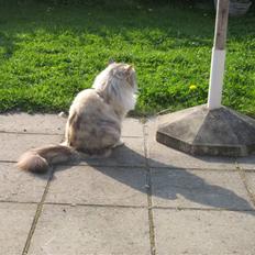 Norsk Skovkat Rosa <3 