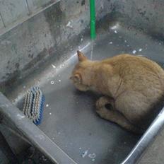 Huskat                  Allan <3