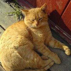 Huskat                  Allan <3