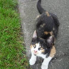 Huskat Mio (flyttet hjem til mor