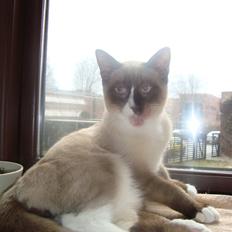 Blanding af racer Zeus