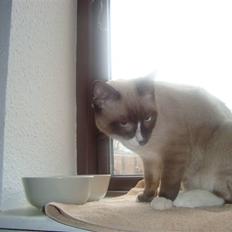 Blanding af racer Zeus