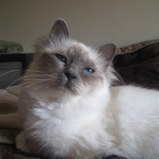 Hellig Birma Mercedes dia chazan