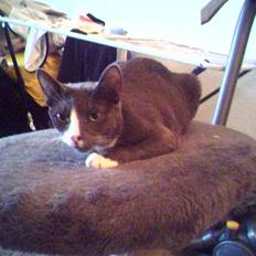 Blanding af racer Gizmo