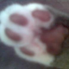 Blanding af racer Gizmo