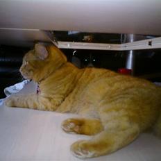 Blanding af racer Vanish