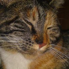 Blanding af racer Daisy R.I.P