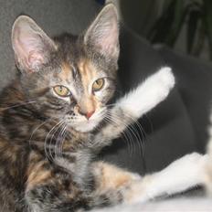 Blanding af racer Daisy R.I.P