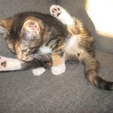 Blanding af racer Daisy R.I.P