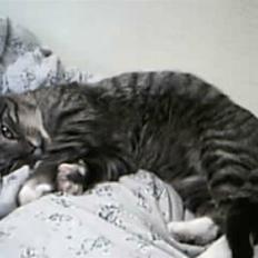 Huskat Silver King*RIP*