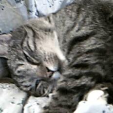 Huskat Silver King*RIP*