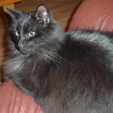 Blanding af racer Samson RIP.