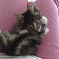 Blanding af racer Bittmis