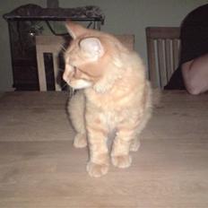 Norsk Skovkat Mickey