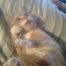 Huskat pussy R.I.P  9/5-09