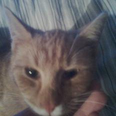 Huskat pussy R.I.P  9/5-09