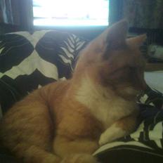 Huskat pussy R.I.P  9/5-09