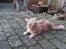 Maine Coon bastian