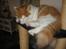 Sibirisk Kat Umir Ulianko / Oliver