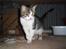 Huskat Minni