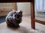 Cornish Rex Bamsekats Anton Berg - Fin er han sq