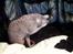 Cornish Rex Bamsekats Anton Berg - En rigtig kælen charmetrold
