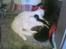 Huskat Striber R.I.P bedste kat i verden