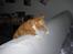 Huskat Garfield