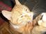 Huskat Garfield