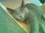 Blanding af racer Feline